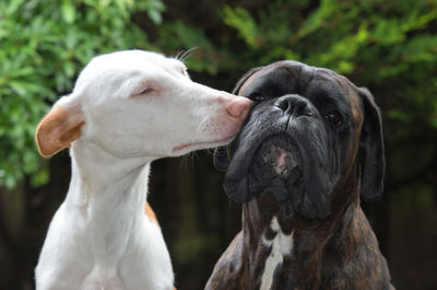 Close-up of dogs together