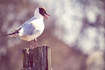 Bird perching on railing