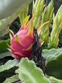 plant