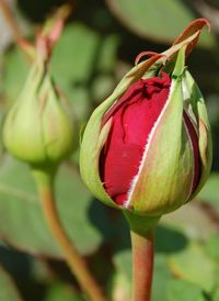 Close-up of red rose bud