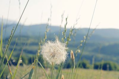 Close-up of flowers growing in field