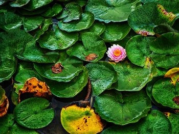 Full frame shot of lotus water lily in lake