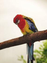 Close-up of parrot perching on branch