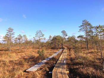 Trees in forest against blue sky