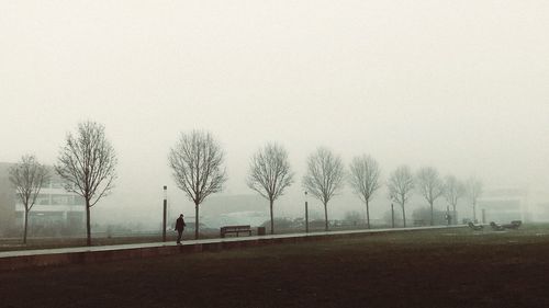 Bare trees on field against sky