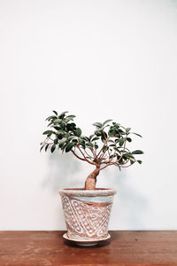 Potted plant on table against wall