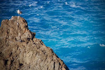 High angle view of seagull perching on rock by sea