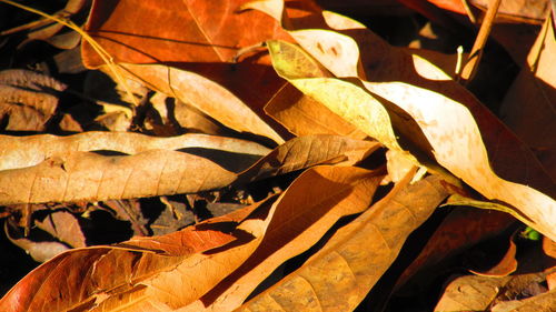 Close-up of dry leaves on tree trunk