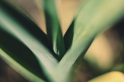Full frame shot of leaf