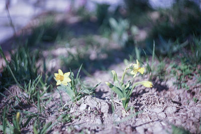 Close-up of flowering plants on field