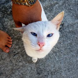 High angle view of hand holding cat