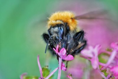 Close-up of honey bee on pink flower