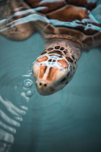 High angle view of turtle in swimming pool