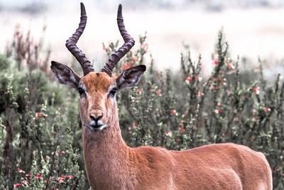 Portrait of deer