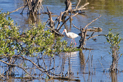 Birds on a lake