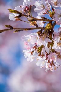 Close-up of cherry blossoms in spring