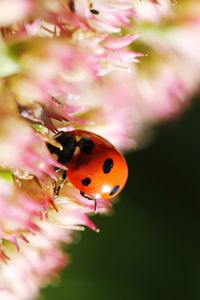 Close-up of insect on pink flower