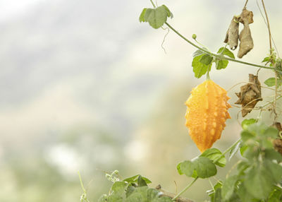 Close-up of yellow flower