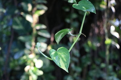 Close-up of fresh green leaves