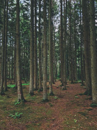 Trees in forest