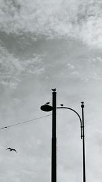 Low angle view of bird against sky