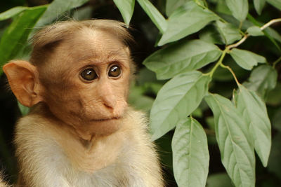 Close-up portrait of a monkey