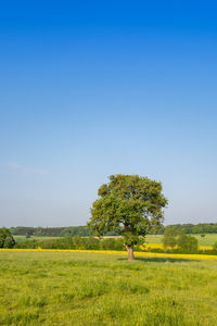 Tree on field against clear sky