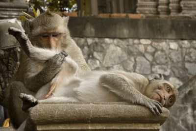 Close-up of monkey sitting outdoors