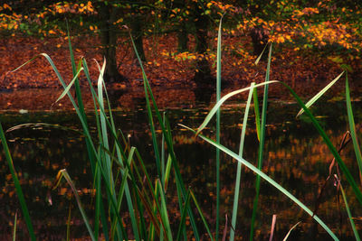 Scenic view of lake