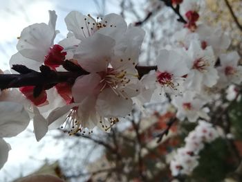 Close-up of white flowers blooming on tree