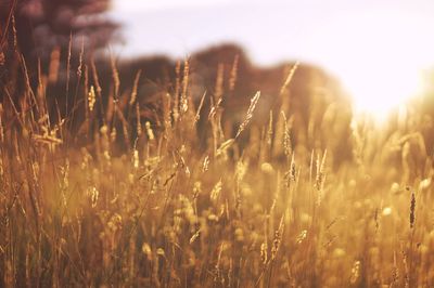 Close-up of grass on field during sunset