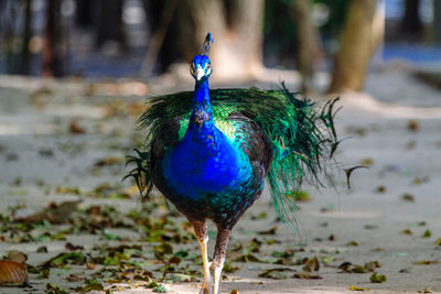 Close-up of peacock