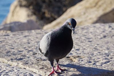 Close-up of pigeon