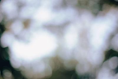 Full frame shot of plants