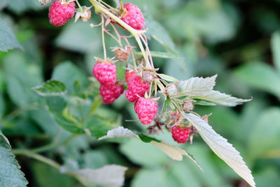 Close-up of red berries on plant