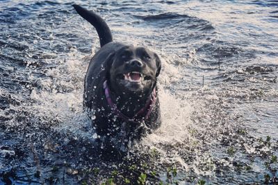 Portrait of dog