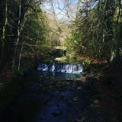 Plants and trees by river in forest