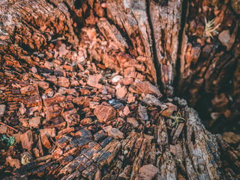 Full frame shot of tree trunk