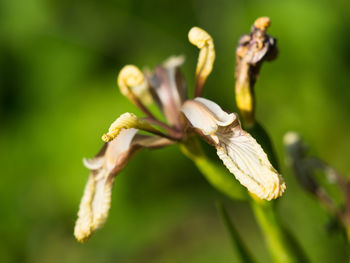 Close-up of flowering plant