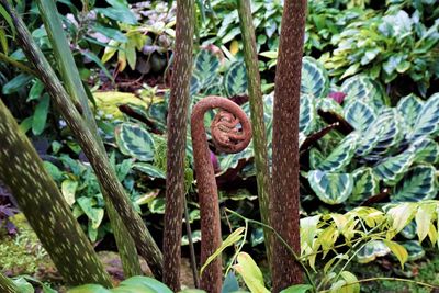 Close-up of lizard on plant in forest