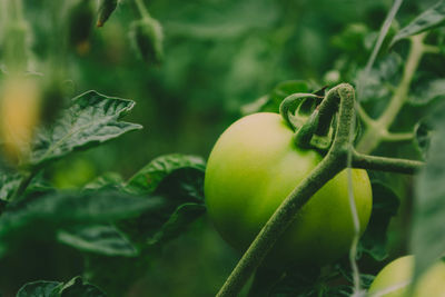 Green unripe tomato on a branch in a greenhouse. juicy background on the theme of agriculture.