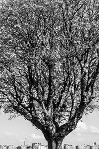 Low angle view of cherry tree