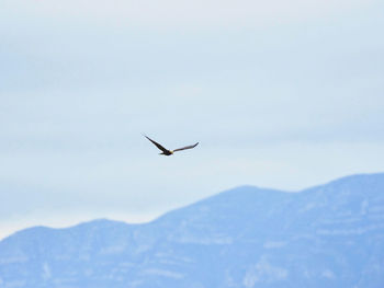 Bird flying in the sky