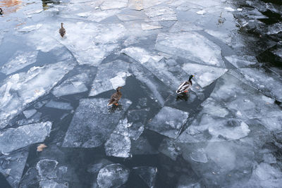 High angle view of mallard ducks on frozen lake