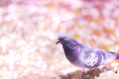 Close-up of pigeon perching on pink flower