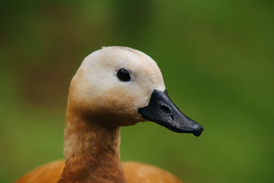 Close-up of duck