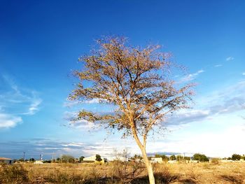 Tree on field against sky