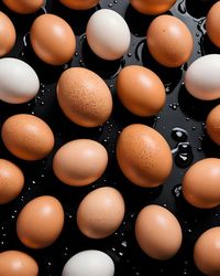 egg