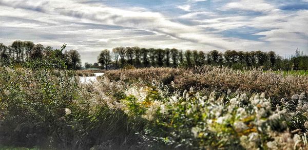 Plants growing on field against sky