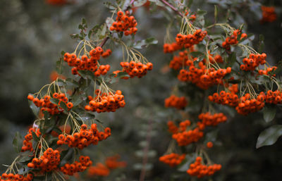 Close-up of red orange rowan berries on tree